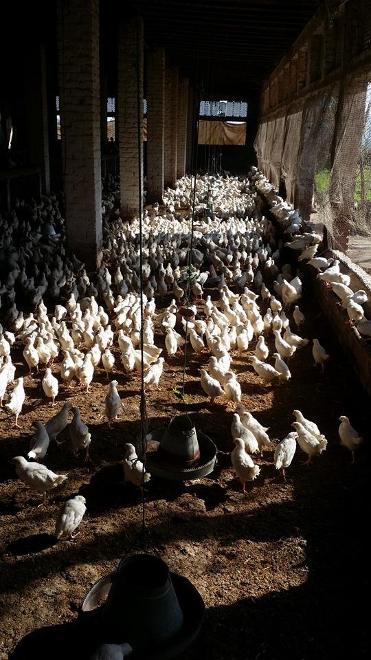 Poultry Farm