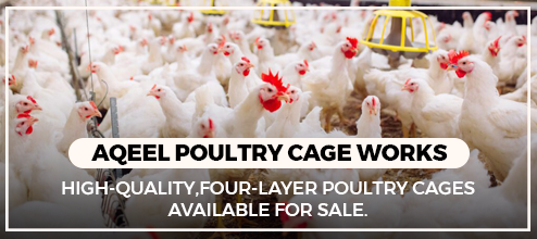 AQEEL-POULTRY-CAGE-WORK